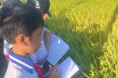 GIỜ HỌC LÀM VĂN TRÊN CÁNH ĐỒNG VÀNG.